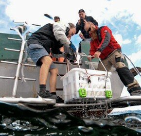 Откровения рекламиста